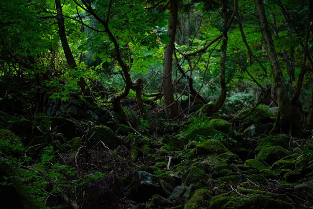 氷ノ山 氷ノ越コース