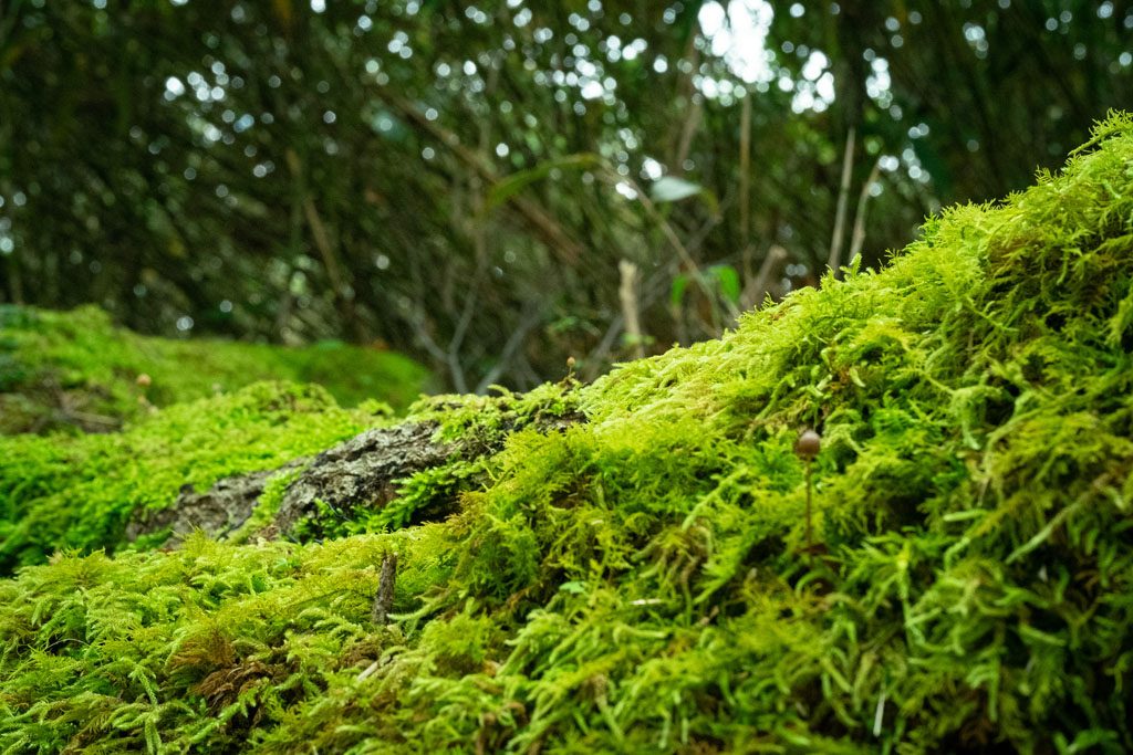 氷ノ山 氷ノ越コース